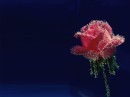 rose1_nature1024[1] * xat.com Image Optimizer * 1024 x 768 * (48KB)